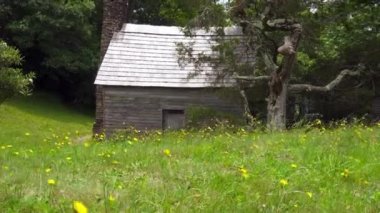 Blue Ridge Parkway 'deki Brinegar Kulübesi. Kulübe Martin Brinegar tarafından inşa edildi ve ziyaretçilerin dağ yaşamını görebileceği otantik bir dağ evi. Rüzgarda uçuşan sarı karahindibalar.