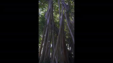 Banyan Ağacı 'ndan akan ışık, Ficus benghalensis, mitoloji ve dini anlam açısından zengin bir ağaç. Ringling Bayfront bahçeleri ve Ringling botanik bahçesi. Mercek parlaması. 