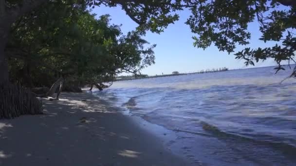 ソト国立記念館のタンパ湾の小さな波 マングローブの木と砂 公園はエルナンド ソトの上陸とアメリカ南部の最初の広範なヨーロッパ探検を記念しています — ストック動画