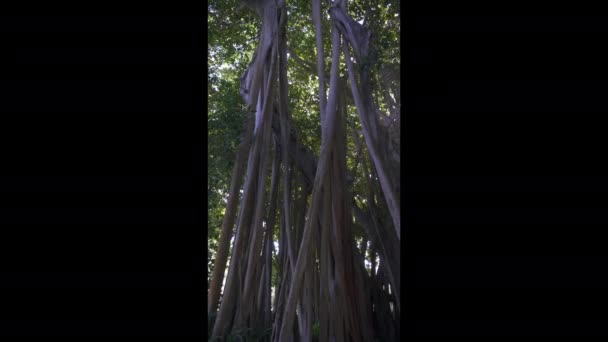 Свет Струящийся Через Баньян Ficus Benghalensis Дерево Богатое Мифологией Религиозным — стоковое видео