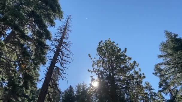 穿越内华达山脉上的松树林光线流过高大的树枝 — 图库视频影像