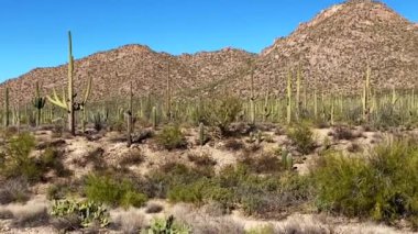 Tucson, Arizona yakınlarındaki Saguaro Ulusal Parkı. Ocotillo, saguaro, dikenli armut, cholla, balık kancası ve fıçı kaktüs çöl manzarasında.. 