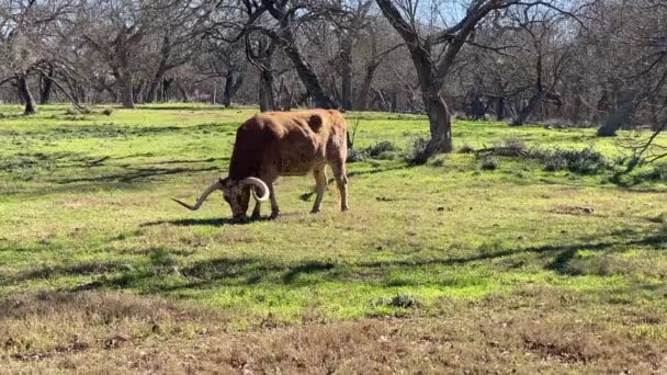 Texas Longhorn Named Biscuits Gravy Lyndon Johnson State Park Historic — Stock Video