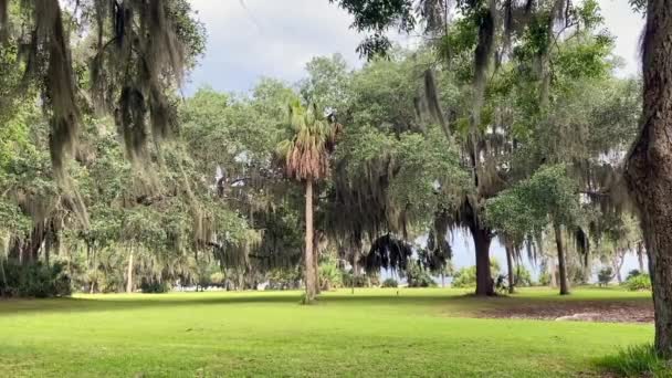 佐治亚州圣西蒙斯岛上弗莱德里卡堡国家纪念碑的橡树与西班牙苔藓和棕榈树一起 保存着一座堡垒和一座城镇的考古遗迹 — 图库视频影像