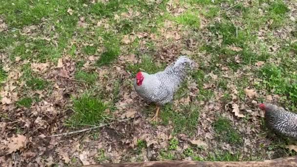 Dominique Ayam Dekat Pagar Kayu Ayam Hitam Dan Putih Lincoln — Stok Video