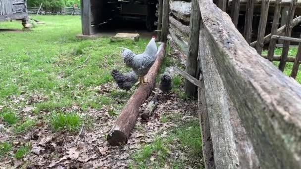 Dominique Ayam Dekat Pagar Kayu Ayam Hitam Dan Putih Lincoln — Stok Video
