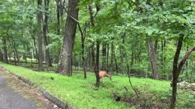 Male white tail deer in the Rocky Knob area of the Blue Ridge Parkway. The white-tailed deer (Odocoileus virginianus, whitetail or Virginia deer) is a medium-sized deer native to North America. Buck. 