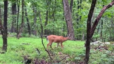 Male white tail deer in the Rocky Knob area of the Blue Ridge Parkway. The white-tailed deer (Odocoileus virginianus, whitetail or Virginia deer) is a medium-sized deer native to North America. Buck. 
