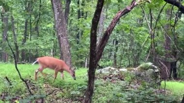 Male white tail deer in the Rocky Knob area of the Blue Ridge Parkway. The white-tailed deer (Odocoileus virginianus, whitetail or Virginia deer) is a medium-sized deer native to North America. Buck. 