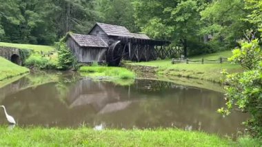 Egret or white heron at Mabry Mill on the Blue Ridge Parkway. Ed and Lizzy Mabry built the mill to ground corn and saw lumber.  A popular and picturesque places along the Parkway. Great white egret.