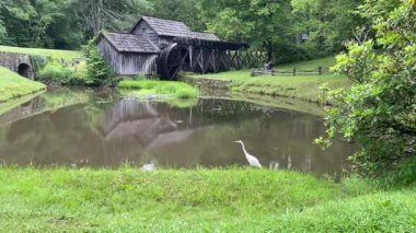 Egret or white heron at Mabry Mill on the Blue Ridge Parkway. Ed and Lizzy Mabry built the mill to ground corn and saw lumber.  A popular and picturesque places along the Parkway. Great white egret.