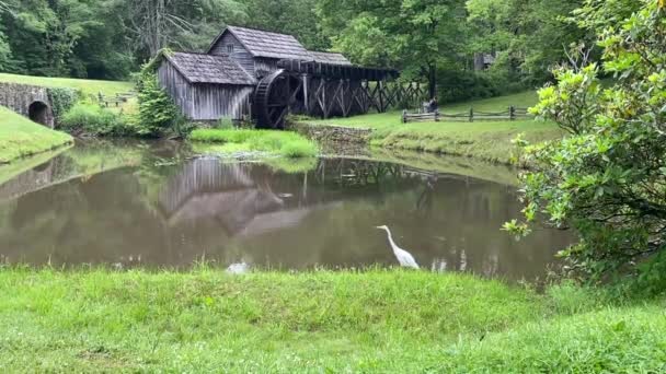 Egret White Heron Mabry Mill Blue Ridge Parkway Lizzy Mabry — Stockvideo