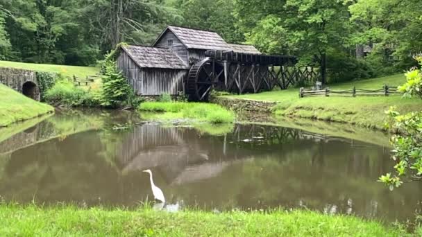 Slow Motion Egret White Heron Mabry Mill Blue Ridge Parkway — Stock Video