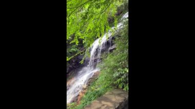 Kuzey Carolina 'daki Blue Ridge Parkway' deki Gully Creek ve Cumberland Knob Trail 'in şelaleleri. Enfes dağ deresi ve serin, nemli kıyıları boyunca yaşayan bitkiler.. 