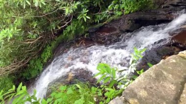 Kuzey Carolina 'daki Blue Ridge Parkway' deki Gully Creek ve Cumberland Knob Trail 'in şelaleleri. Enfes dağ deresi ve serin, nemli kıyıları boyunca yaşayan bitkiler.. 
