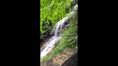 Kuzey Carolina 'daki Blue Ridge Parkway' deki Gully Creek ve Cumberland Knob Trail 'in ağır çekim şelaleleri. Enfes dağ deresi ve serin, nemli kıyıları boyunca yaşayan bitkiler..