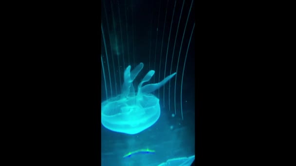 Medusas Medusas Mar Azul Con Fondo Negro Aurelia Aurita También — Vídeo de stock