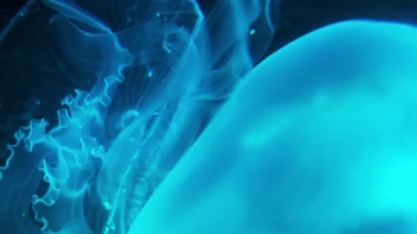 Медузы Морские Медузы Синий Чёрным Фоном Aurelia Aurita Называемая Обычной — стоковое видео