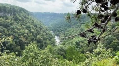 Fort Payne, Alabama yakınlarındaki Gözcü Dağı 'nın tepesindeki Little River Canyon Ulusal Koruma Alanı ülkenin en uzun dağlık nehrini korur. Lynn çam ağaçlarını görmezden geliyor..  