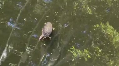 Florida kaplumbağaları (Apalone ferox) gölette yüzerler. Düz, krep gibi bir vücudu, uzun bir boynu, şnorkel gibi uzun bir burnu ve büyük perdeli ayakları olan bir kaplumbağa.. 