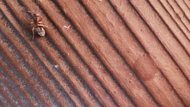Makro Zbliżenie Pojedynczej Mrówki Cieśla Mrówka Czołgająca Się Ziarnach Drewna — Wideo stockowe
