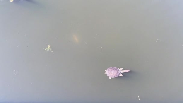 佛罗里达软壳龟 苹果属蕨类 在池塘里游泳 体形扁平 薄饼状 脖子长 头很长 鼻孔像鼻孔 脚上有网 — 图库视频影像