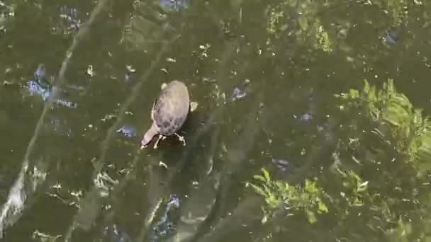 Florida Kaplumbağaları Apalone Ferox Gölette Yüzerler Düz Krep Gibi Bir — Stok video