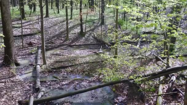 Fallen Timbers Battlefield National Historic Site Metroparks Toledo Maumee Ohio — Vídeo de stock