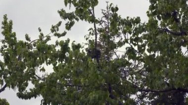 Alaska 'da bir ağaçta kirpi. Kirpiler sivri dikenli kürkleri olan büyük kemirgenlerdir. Ya da onları yırtıcılardan koruyan tüyleri..