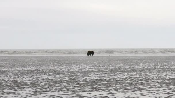 アラスカ半島の茶色の熊はクラーク湖国立公園のクック インレットの泥炭の塊を掘り アラスカに保存しています わずかな霧のあるシルバーサーモンクリークエリア — ストック動画