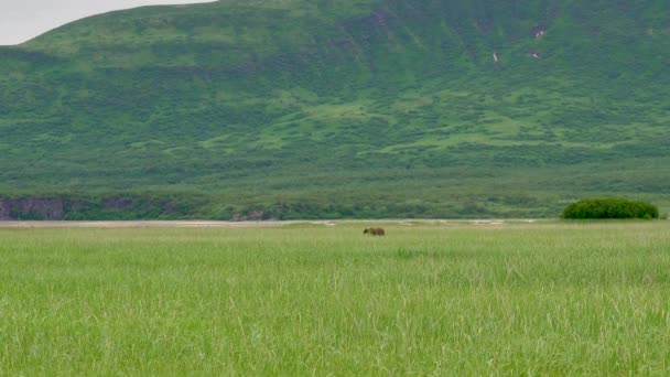 阿拉斯加棕熊在远处 阿拉斯加州克拉克湖国家公园和保护区群山环绕的草丛上吃草 安全的观看距离 — 图库视频影像