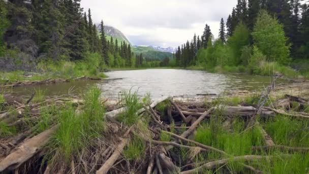 クラーク湖国立公園 アラスカ ビーバーダムまたはビーバーのインパウンドは 池を作成するためにビーバーによって建てられたダムです ティカキラ川のショット — ストック動画