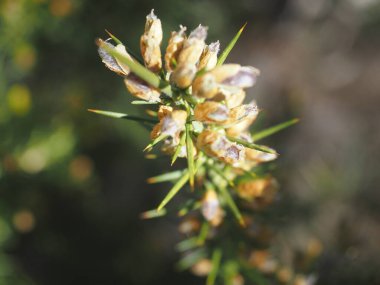 Geçmişi bulanık, güzel bir bitkinin yakın plan çekimi.