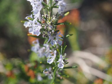 Bahçedeki güzel çiçekler