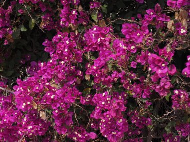 Bahçede pembe çiçekler