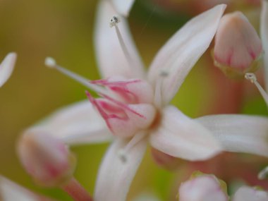Pembe bir orkide çiçeğine yaklaş.