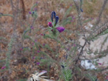 Bahçedeki güzel çiçekler 