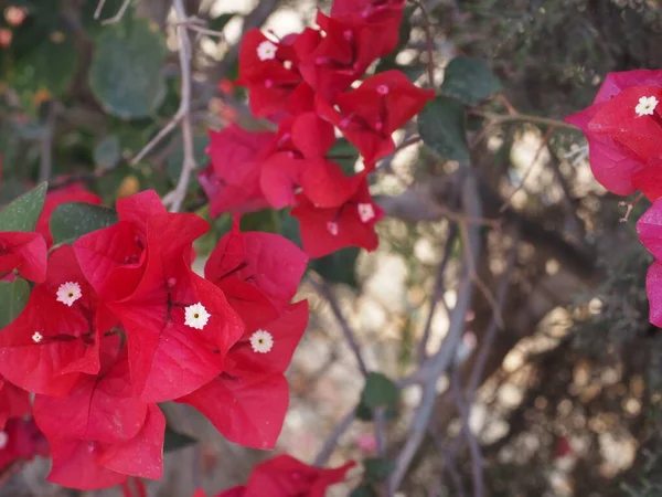 Stock image beautiful flowers in the garden