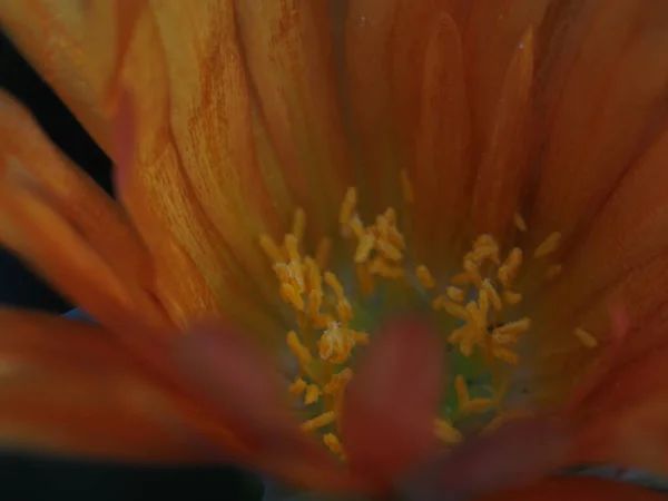 Nahaufnahme Der Blume Garten — Stockfoto