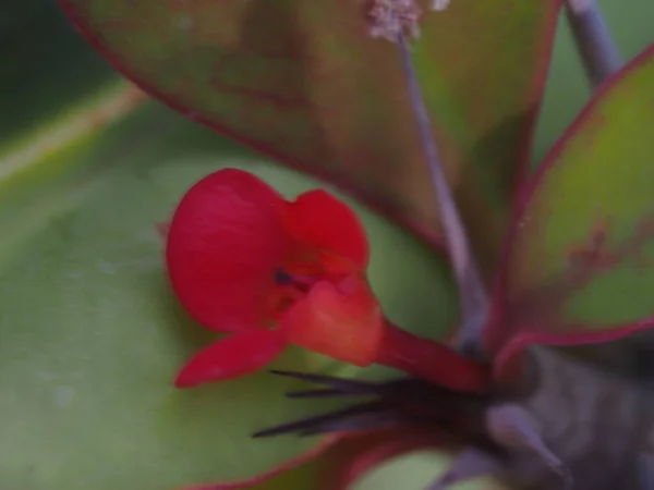 Flor Orquídea Vermelha Fechar — Fotografia de Stock