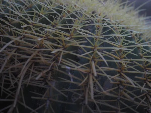 Primer Plano Cactus Jardín — Foto de Stock