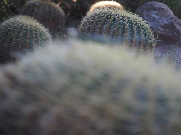Egy Szelektív Fókusz Lövés Hosszú Tövisű Kaktuszról Sivatag Közepén — Stock Fotó