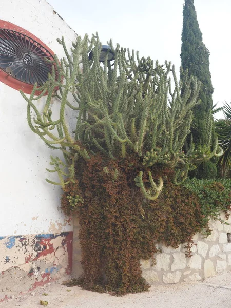 Zöld Kaktusz Egy Edényben Falon — Stock Fotó
