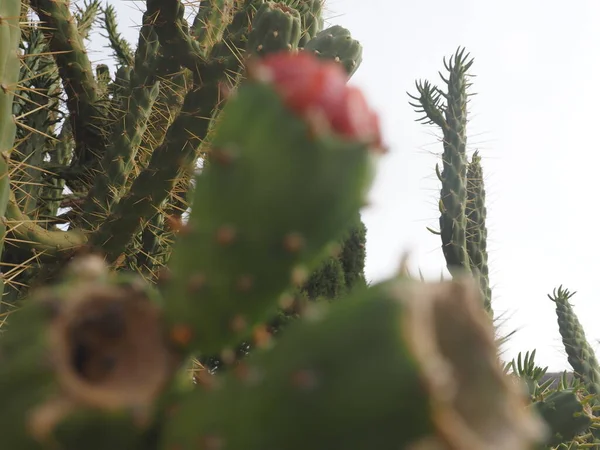 Kaktusz Közelsége — Stock Fotó