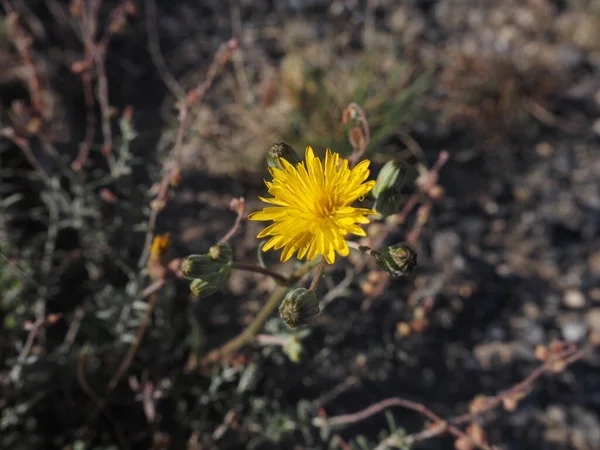 Yellow Flower Desert — Stock Photo, Image