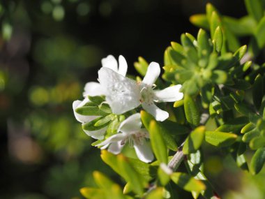 Güzel botanik fotoğrafı, doğal duvar kağıdı.