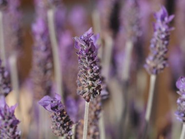 Çiftlikteki tarlada lavanta.