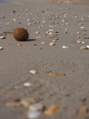 Sahildeki deniz kabuğunun güzel bir görüntüsü. 