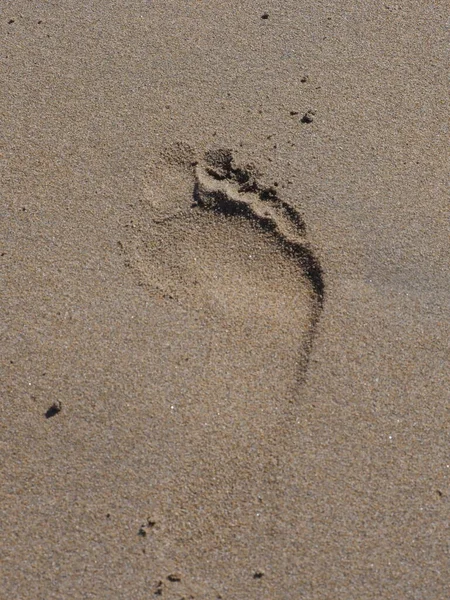 Eine Nahaufnahme Eines Vogels Sand — Stockfoto