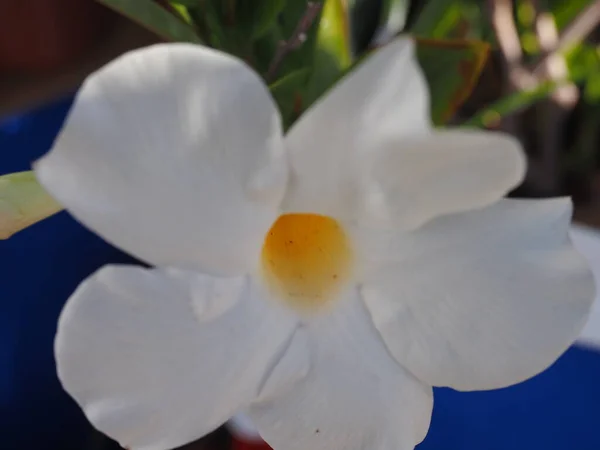 Bir Ağaç Üzerinde Beyaz Orkide Çiçekleri — Stok fotoğraf